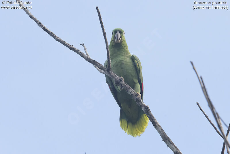 Amazone poudrée, identification