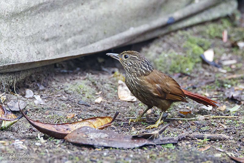 Striped Treehunteradult, identification