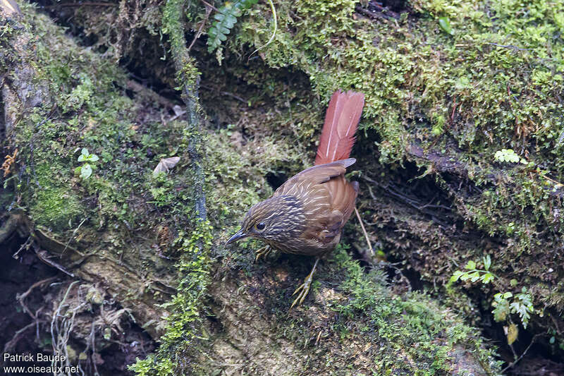 Striped Treehunteradult, habitat, pigmentation