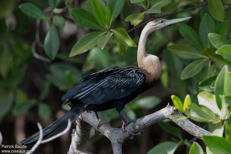 African Darterimmature, identification