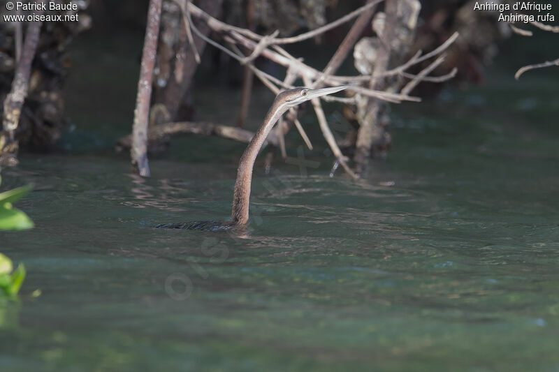 Anhinga d'Afriqueimmature