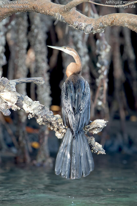 African Darterimmature