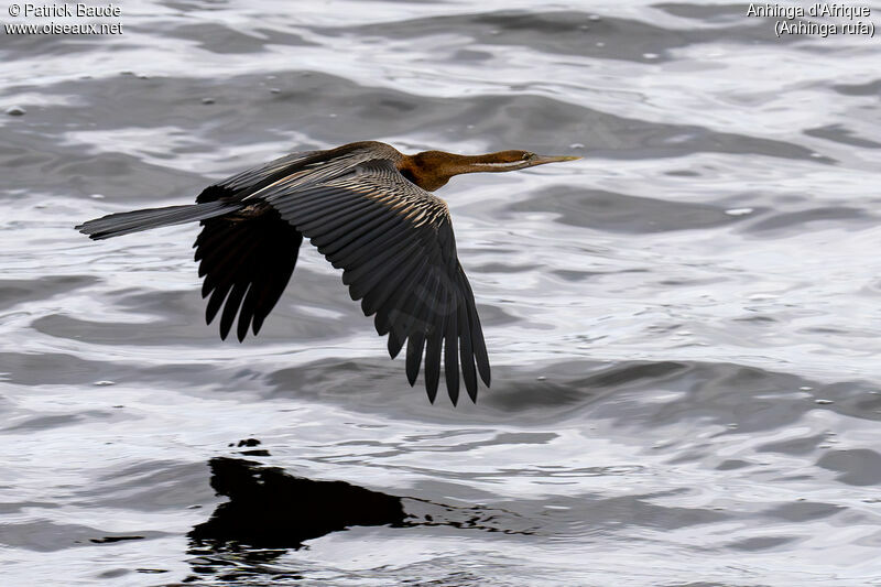 Anhinga d'Afriqueadulte, Vol