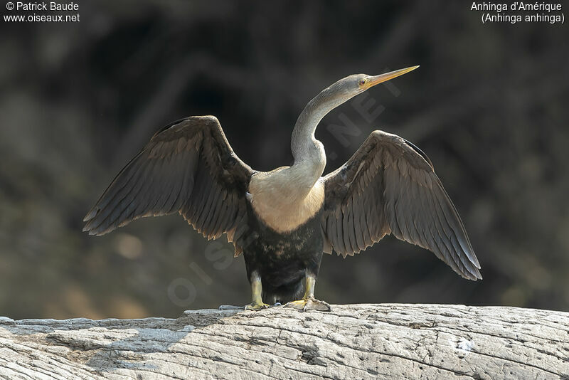 Anhinga female adult, identification