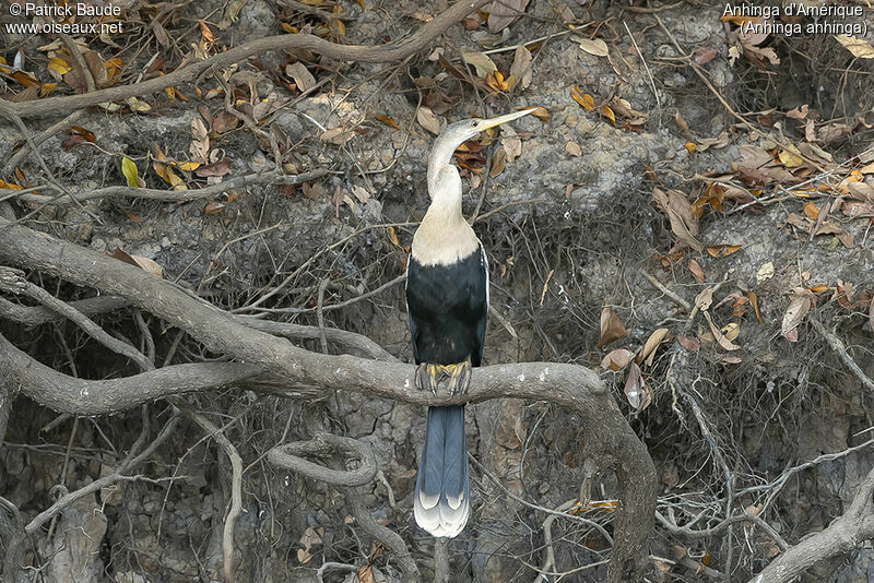 Anhinga female adult, identification