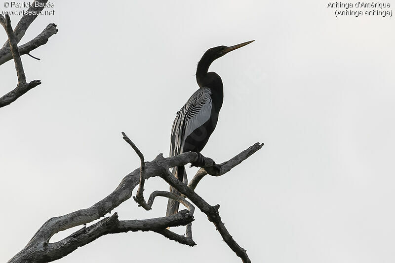 Anhinga male adult