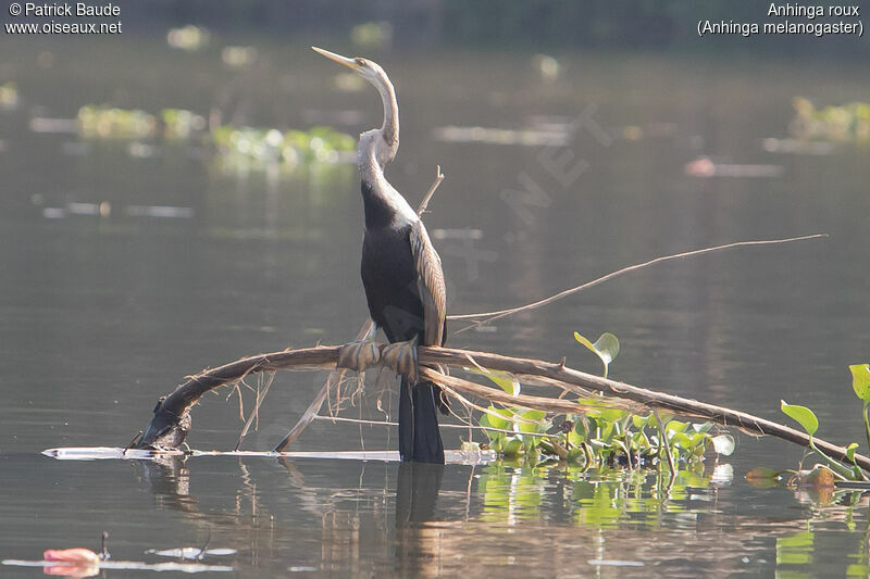 Anhinga rouximmature, identification