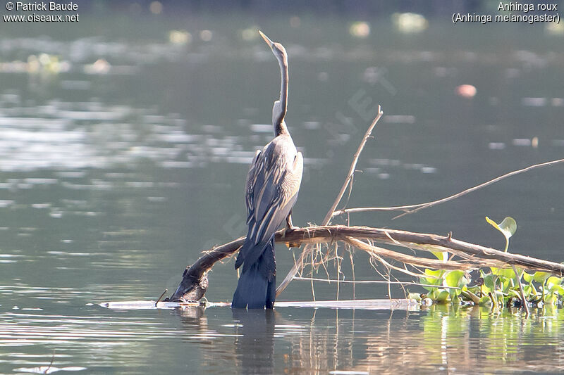 Anhinga rouximmature, identification