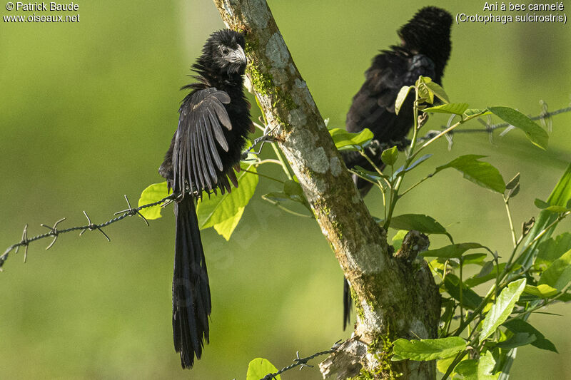 Groove-billed Ani