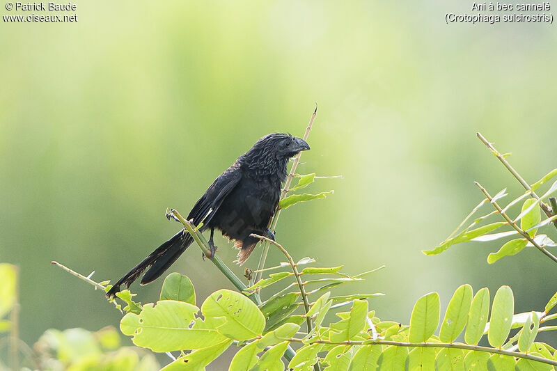 Groove-billed Aniadult