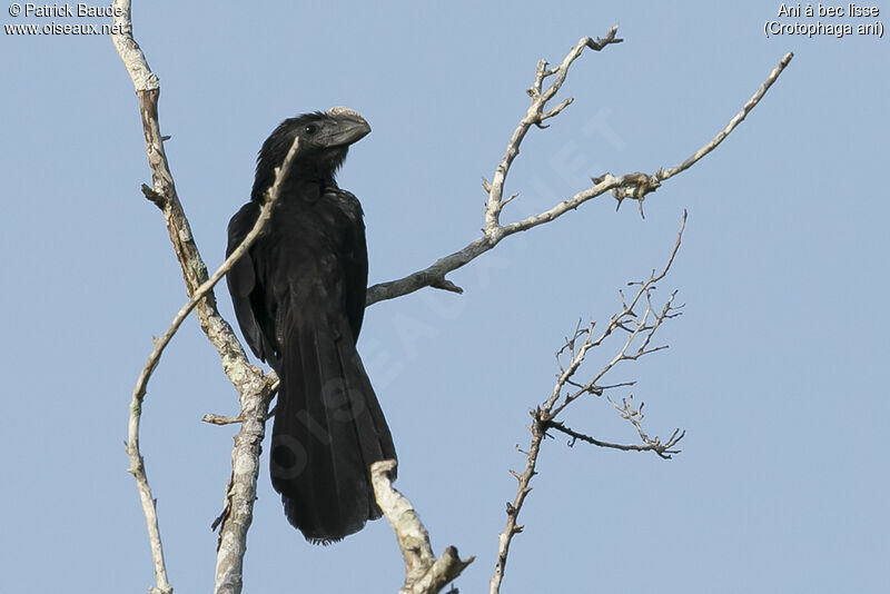 Smooth-billed Aniadult, identification