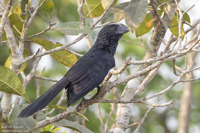 Smooth-billed Aniadult, identification