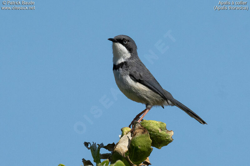 Bar-throated Apalis