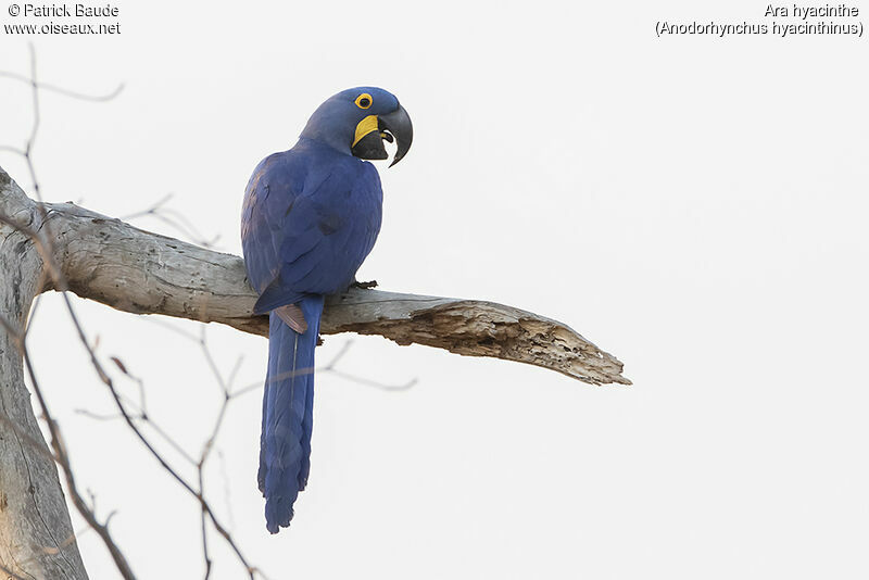 Hyacinth Macawadult