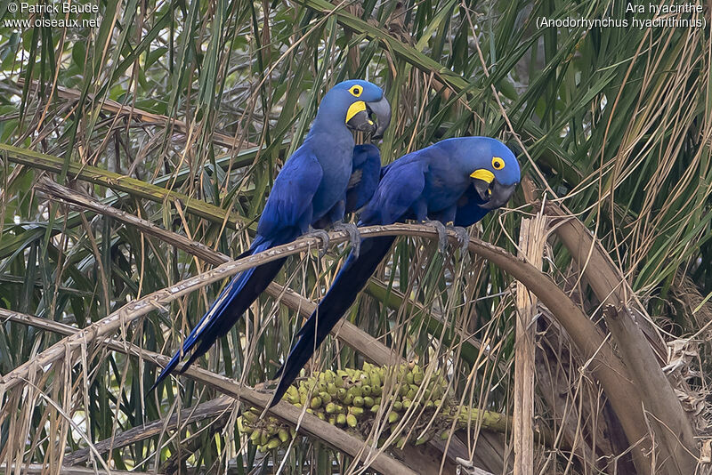 Hyacinth Macawadult