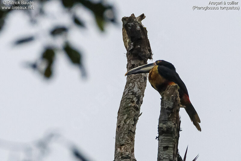 Collared Aracariadult