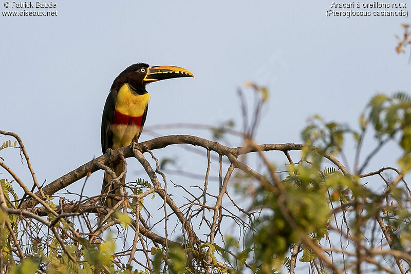 Chestnut-eared Aracariadult