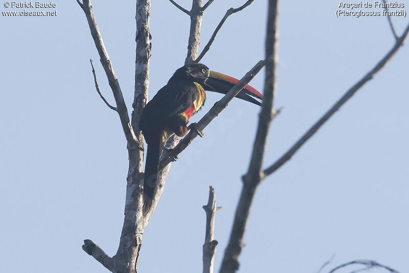 Araçari de Frantziusadulte, identification