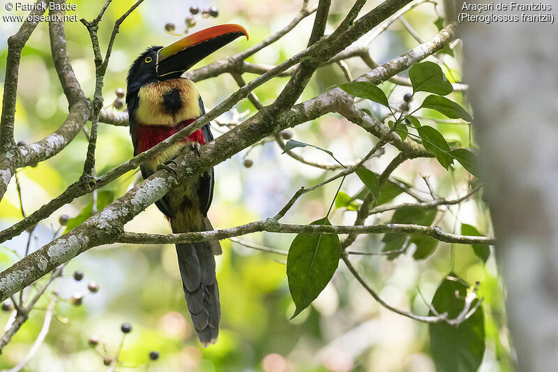 Fiery-billed Aracari