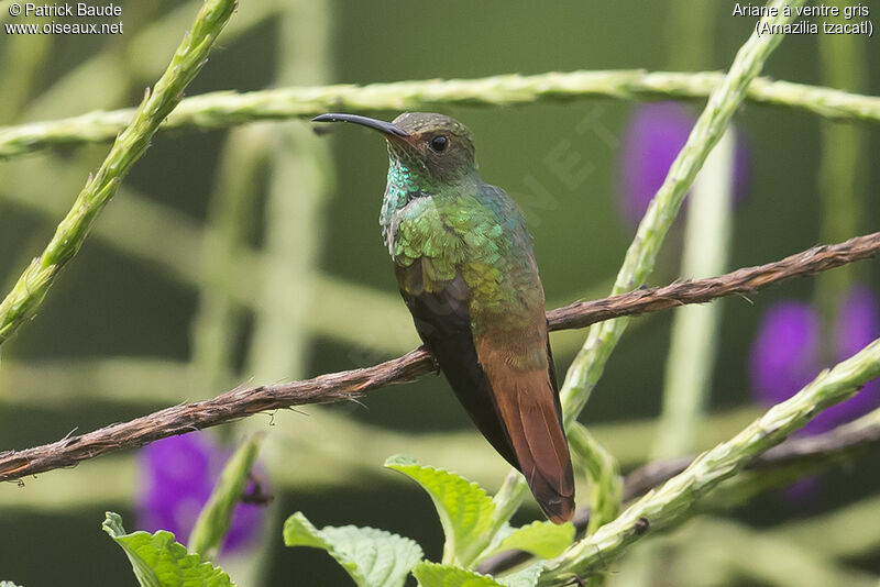 Rufous-tailed Hummingbirdadult, identification