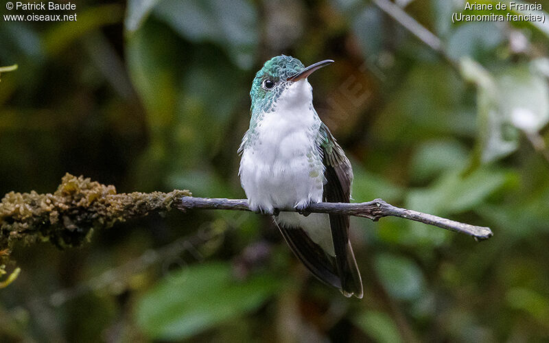 Andean Emeraldadult