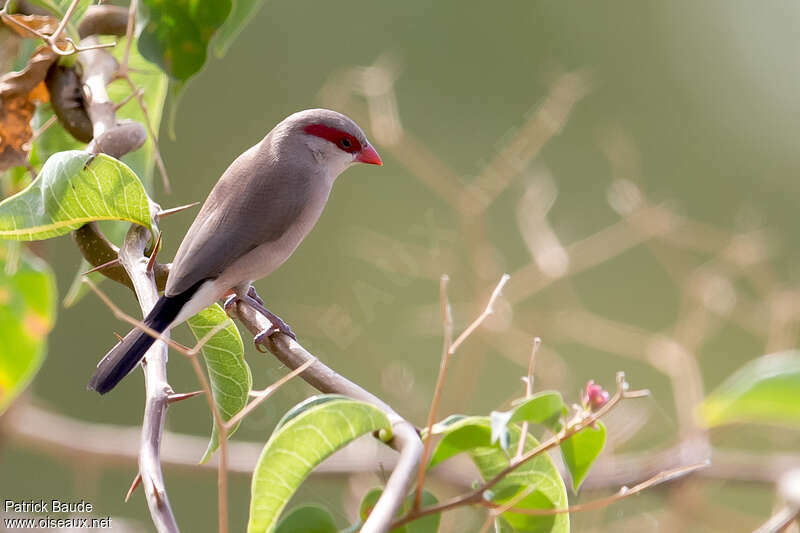 Black-rumped Waxbilladult, identification