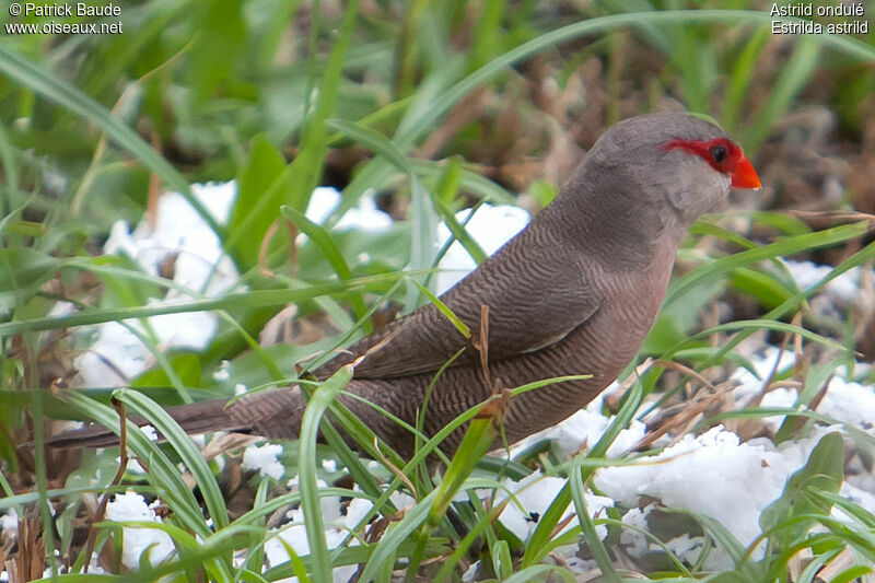 Common Waxbilladult, identification