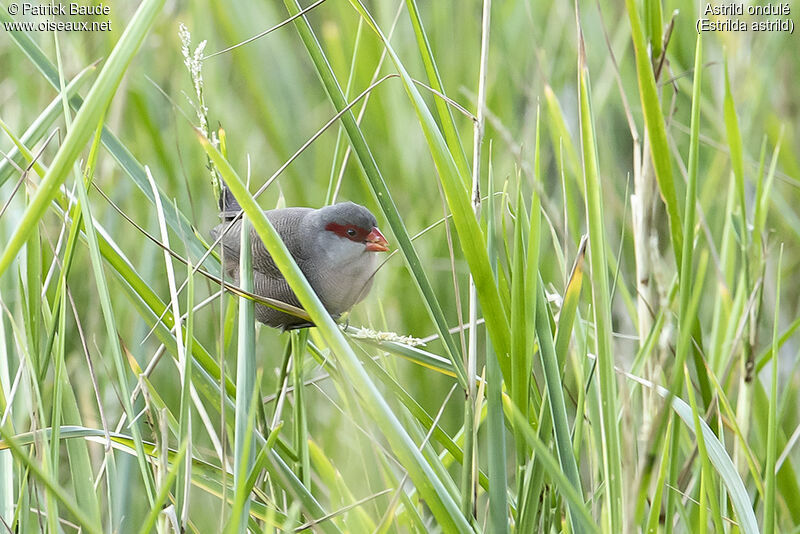 Common Waxbill