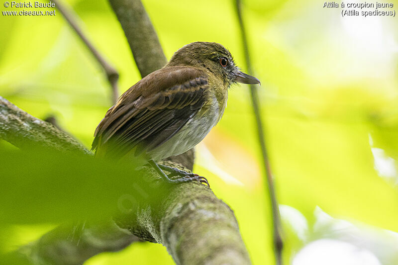 Bright-rumped Attilaadult