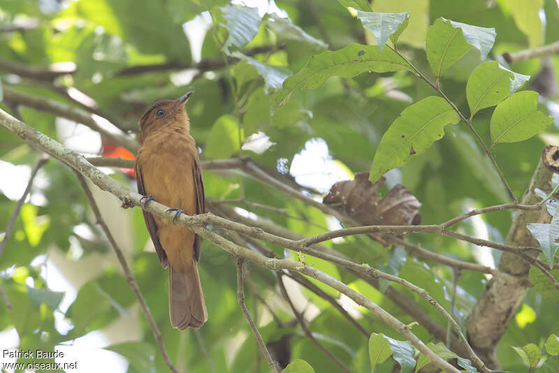 Aulia roux, identification