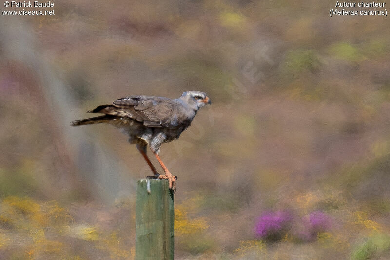 Pale Chanting Goshawk