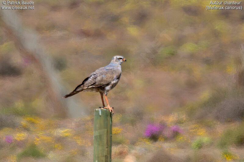 Pale Chanting Goshawkimmature