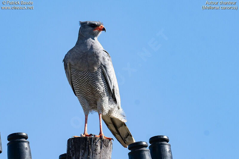 Pale Chanting Goshawkadult