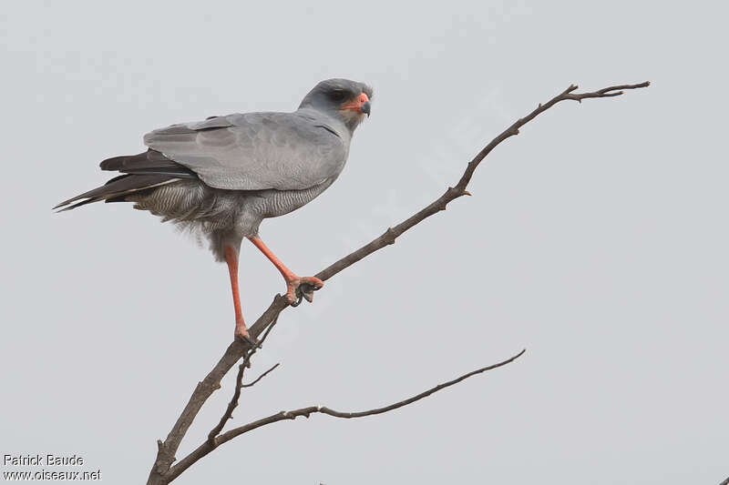 Dark Chanting Goshawkadult, identification