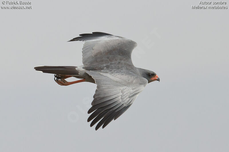 Dark Chanting Goshawkadult, identification