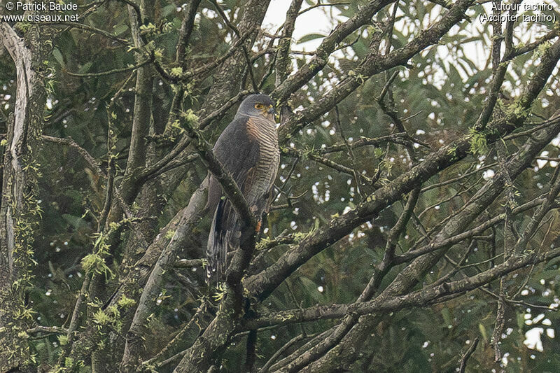 African Goshawk male adult