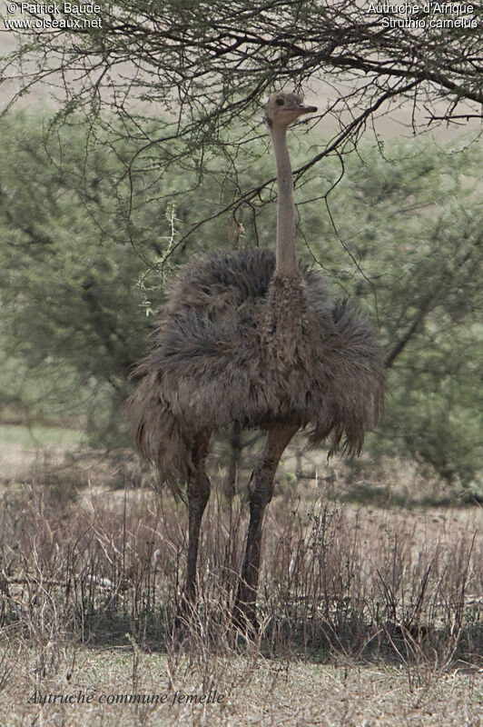 Autruche d'Afrique femelle adulte, identification