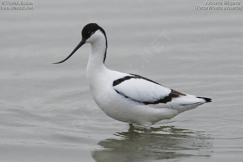 Pied Avocet female adult, identification