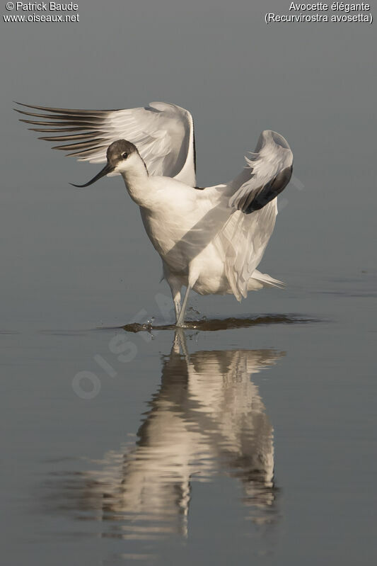 Pied Avocet