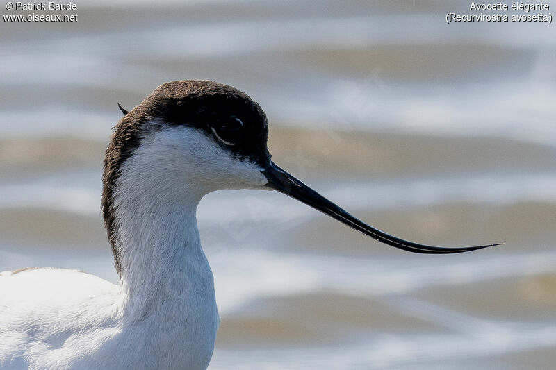 Avocette élégante