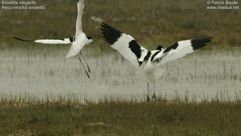 Pied Avocet