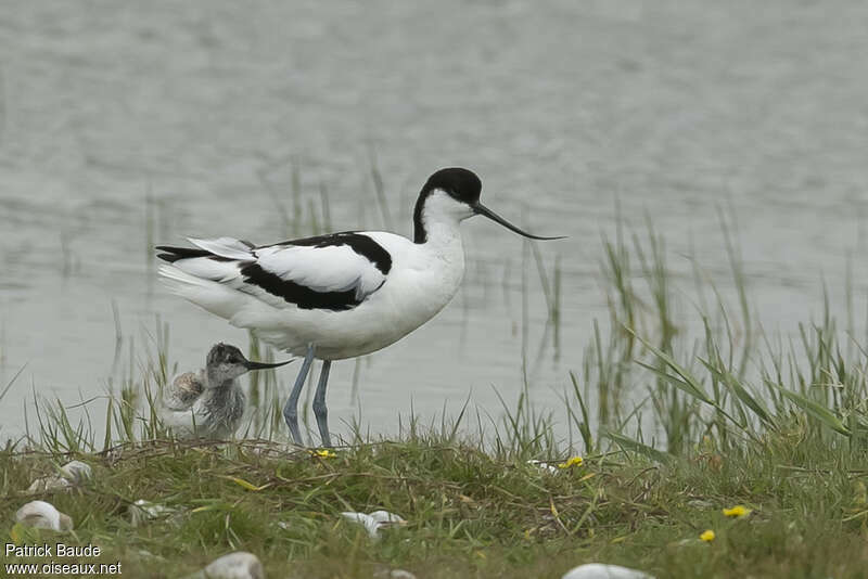 Avocette élégante