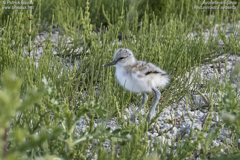 Avocette élégantePoussin, identification