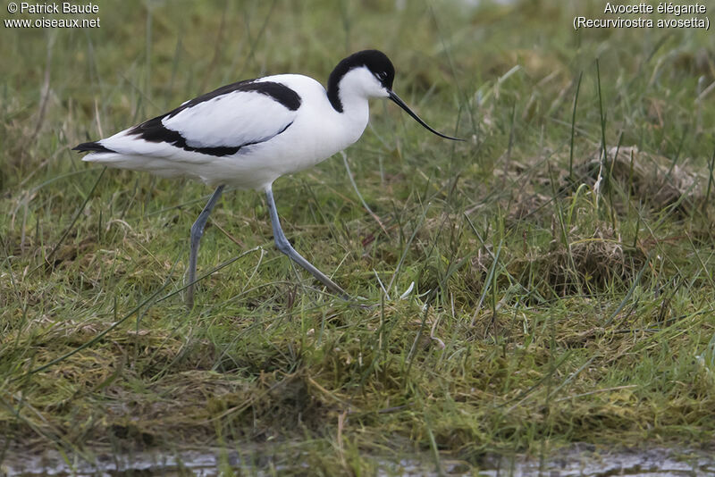 Pied Avocet male adult, identification