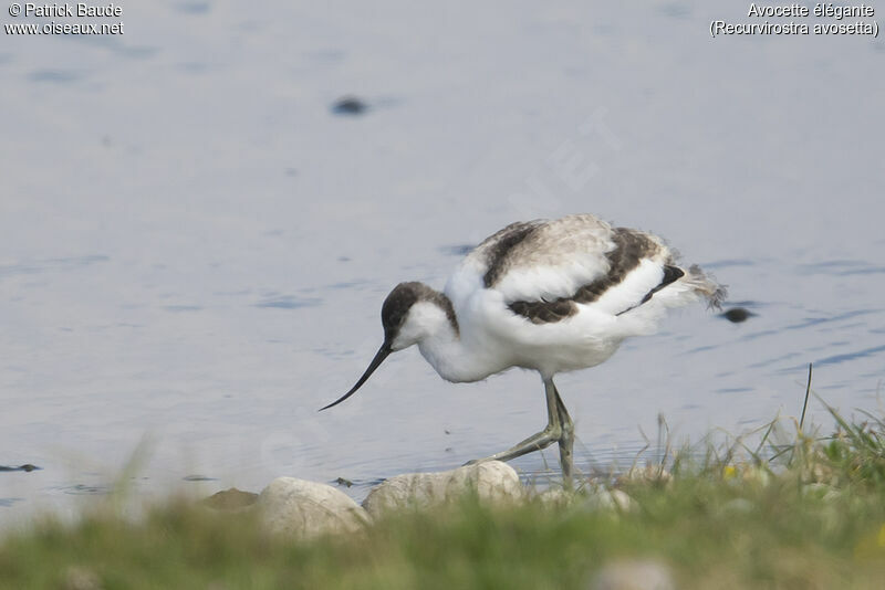 Pied Avocetjuvenile, identification