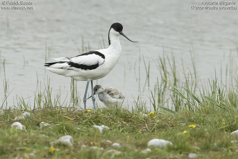 Pied AvocetPoussin, identification