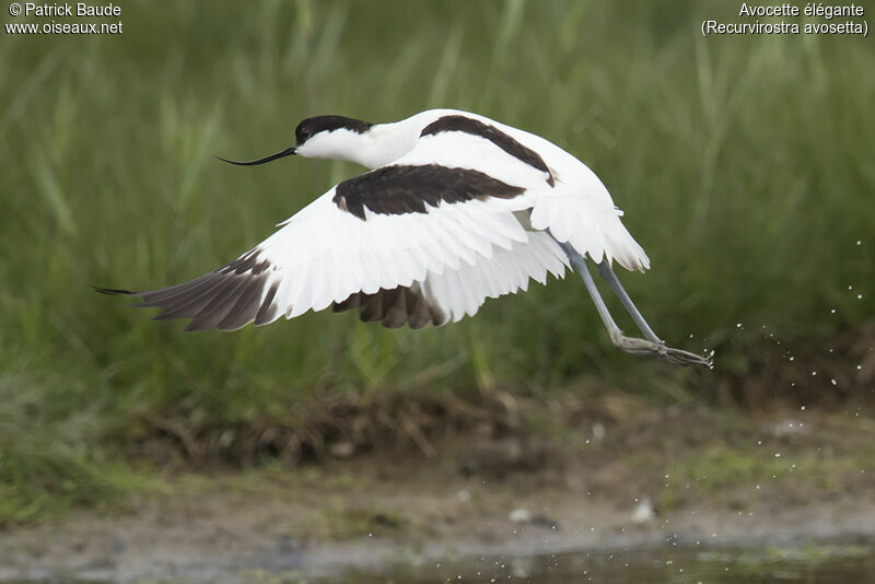 Avocette éléganteadulte, identification