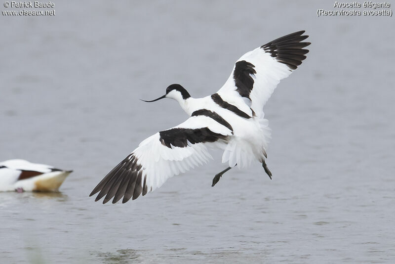 Avocette éléganteadulte, Vol