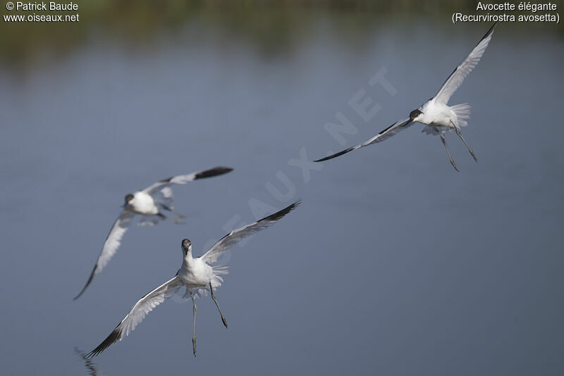 Pied Avocetadult, Flight