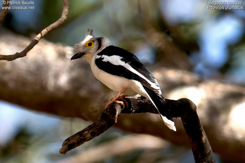 Bagadais casquéadulte, identification